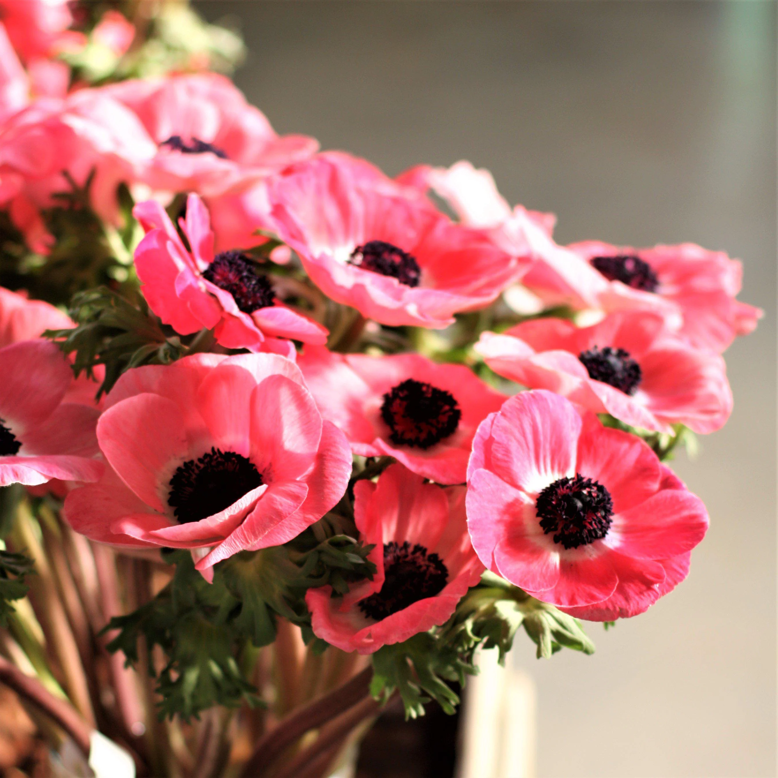 Rosa Shocking Anemone Seeds
