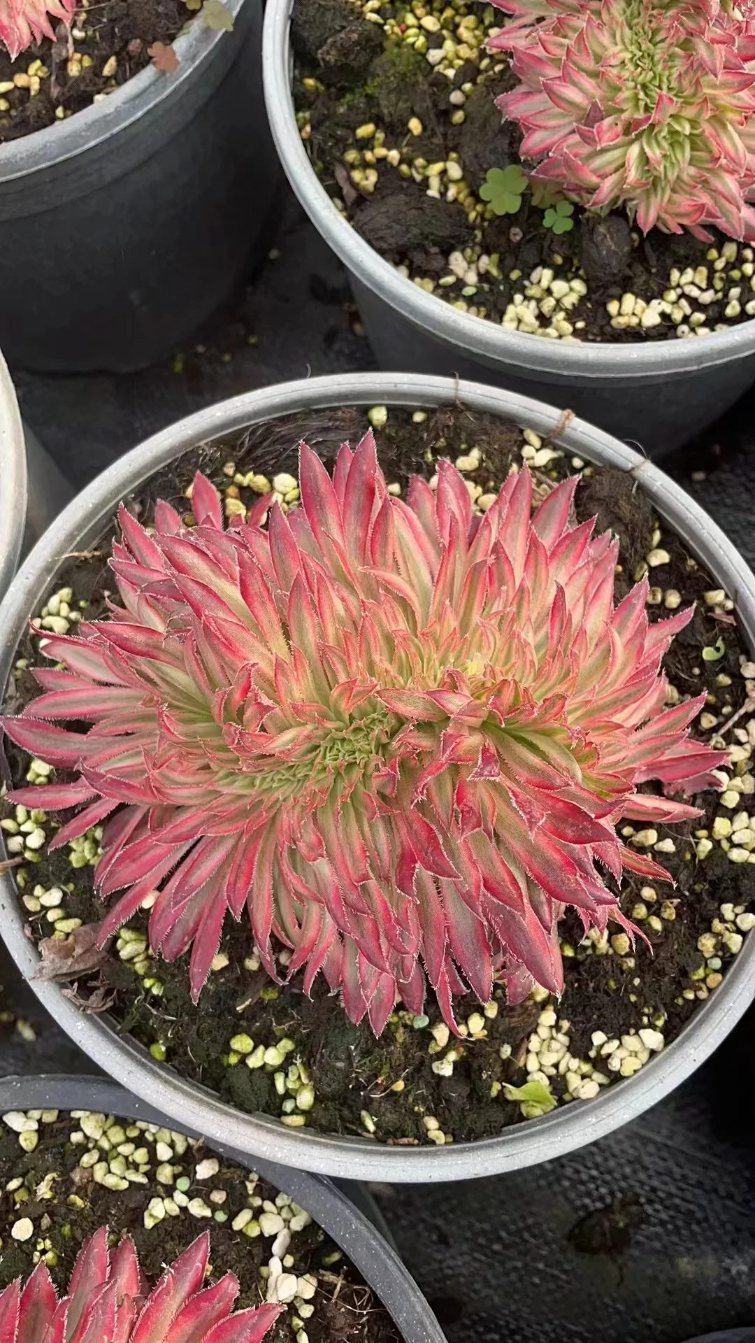 plant Aeonium Echeveria Haworthia  Caudex  Lithops Cactus  Agave 