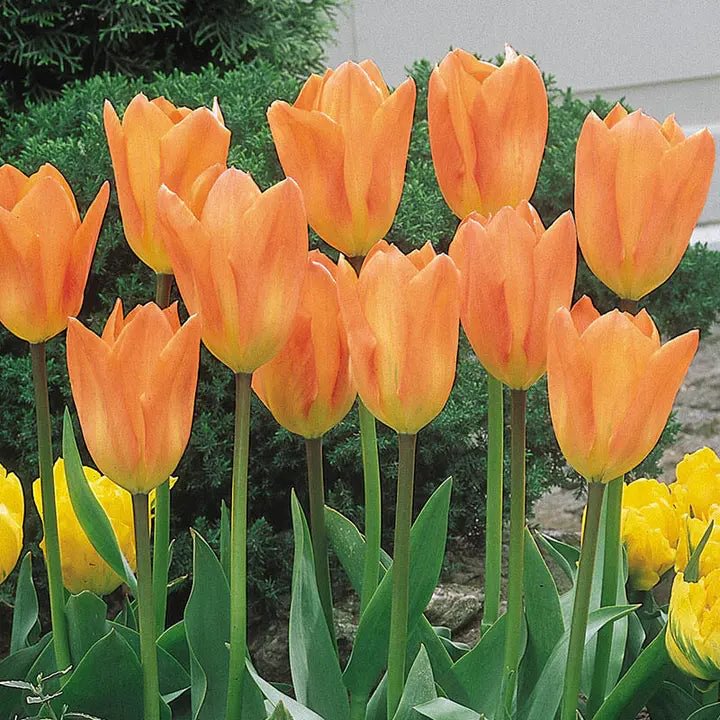 Bonsai Rare Color Tulip Seeds #14
