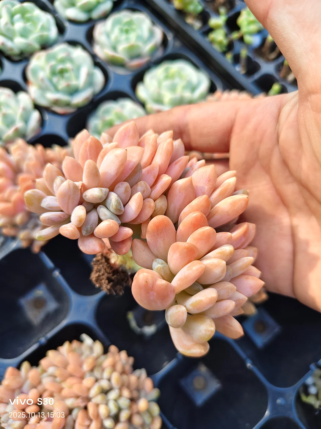 plant Aeonium Echeveria Haworthia  Caudex  Lithops Cactus  Agave 