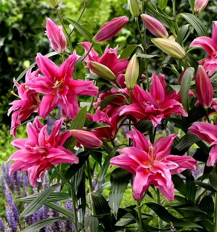 Double Lily (Roselily) Bulbs Jonyparkseed®