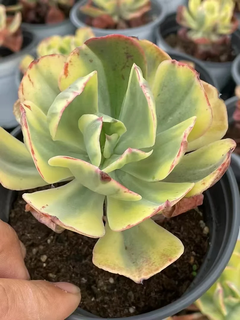 plant Aeonium Echeveria Haworthia  Caudex  Lithops Cactus  Agave 