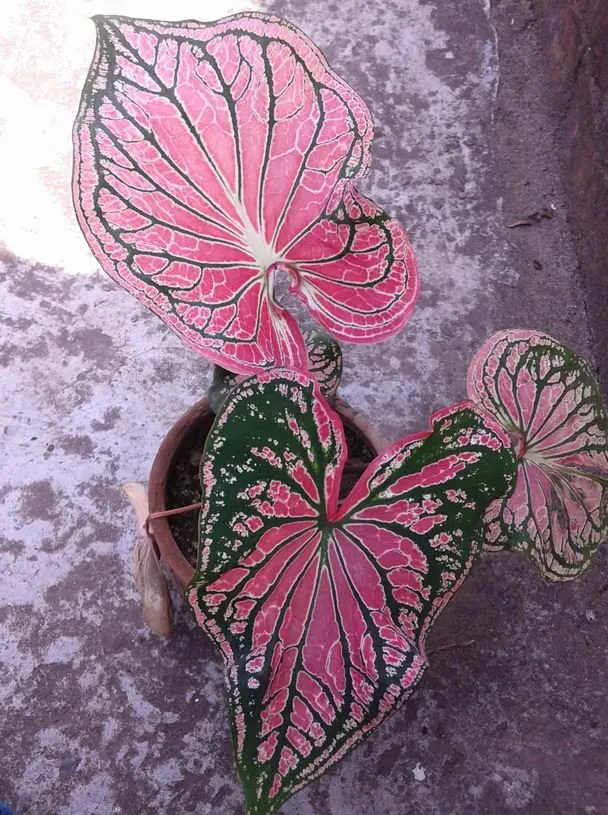 Pink Princess Beauty - Rare