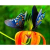 Butterfly  | Full Round Diamond Painting Kits