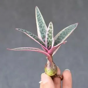 plant Aeonium Echeveria Haworthia  Caudex  Lithops Cactus  Agave 