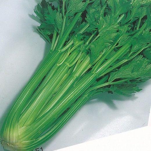 Celery Tango Organic Jonyparkseed®