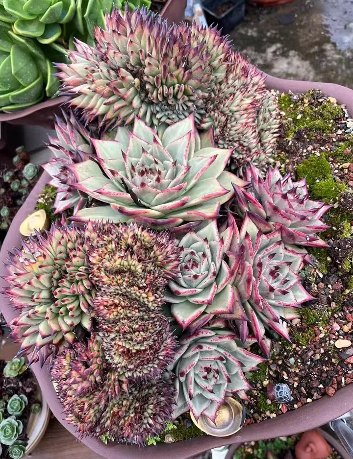 730.   Ebony crested   9cm / Echeveria / Succulent plants / Garden landscape / Carefully select healthy plants