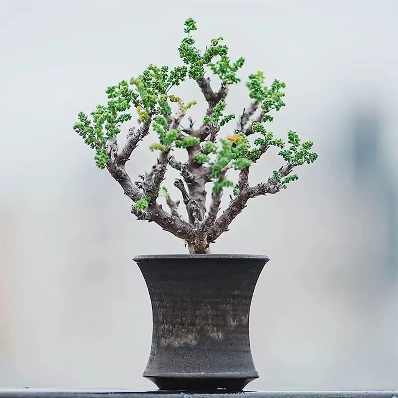 958.Pelargonium alternans 0.8-1cm/Caudex/ Succulent plants / Garden landscape / Carefully select healthy plants