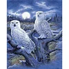 Owl - 14CT Counted Cross Stitch - 40*50cm