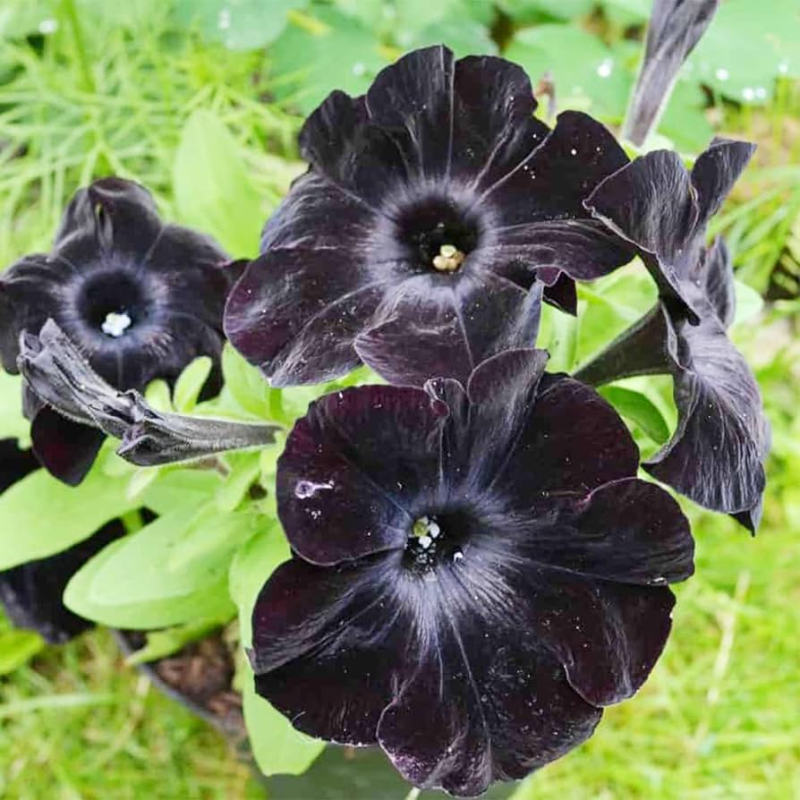 Rare Black Petunia - 'Black Satin' Jonyparkseed®