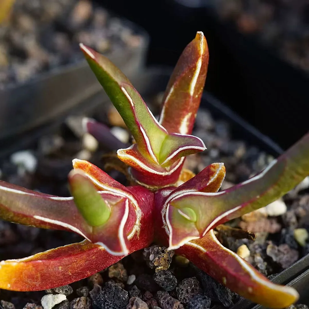 plant Aeonium Echeveria Haworthia  Caudex  Lithops Cactus  Agave 