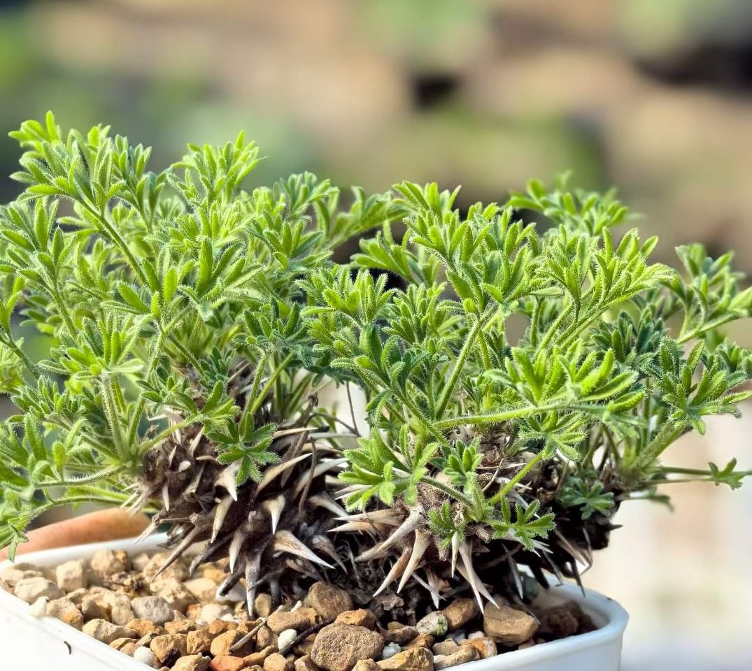 787.  Pelargonium Hystrix   1-1.5cm  / Caudex  / Succulent plants / Garden landscape / Carefully select healthy plants