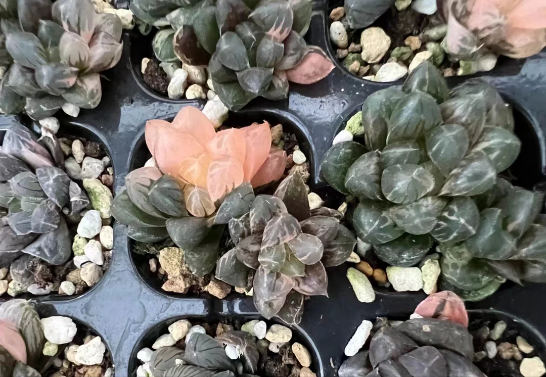 1028.Haworthia Blue lens Variegated 3-4cm/ Haworthia/ Succulent plants / Garden landscape / Carefully select healthy plants