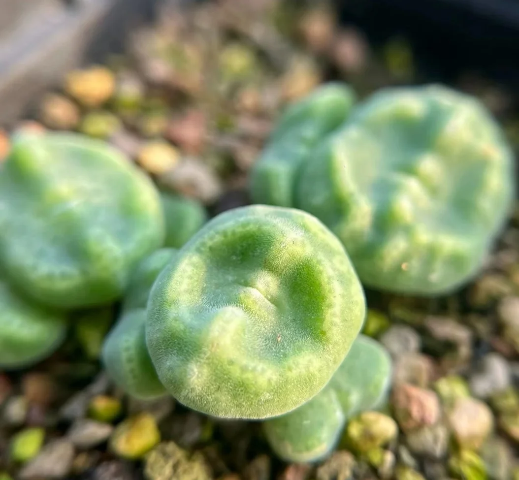 plant Aeonium Echeveria Haworthia  Caudex  Lithops Cactus  Agave 