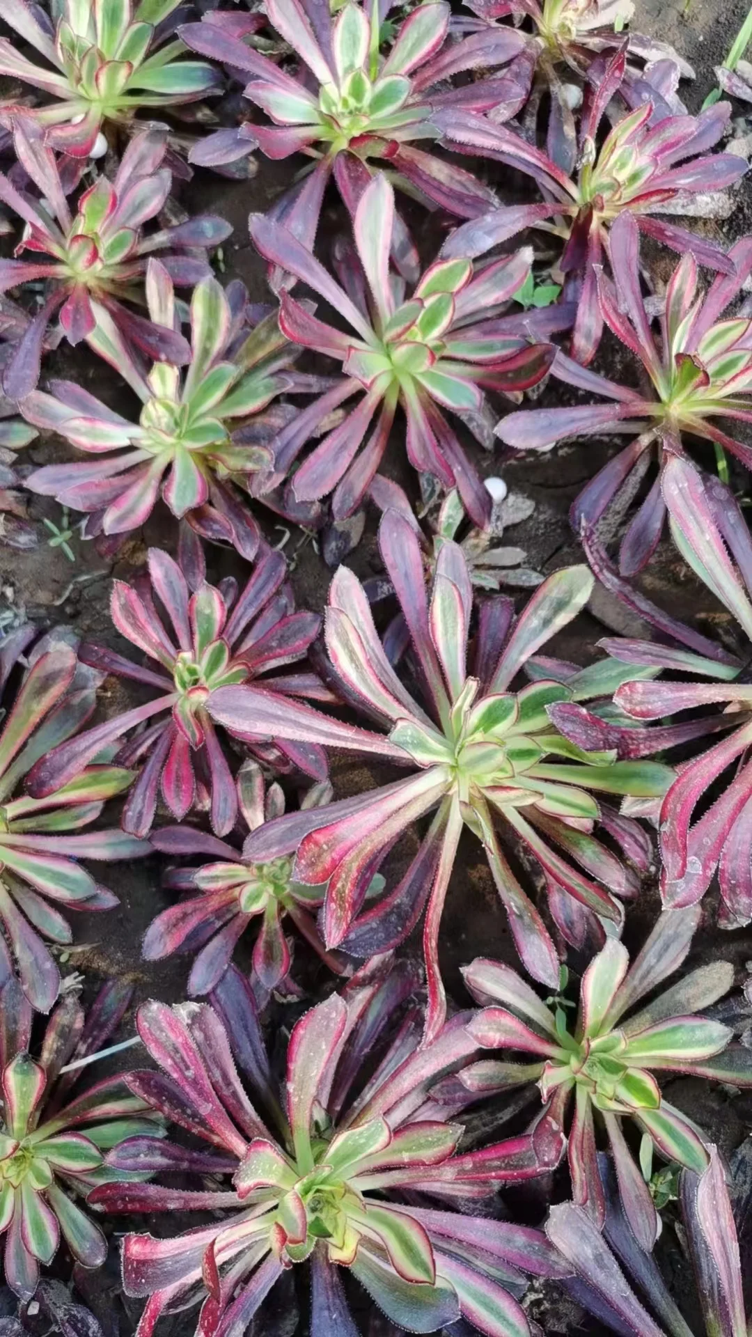 plant Aeonium Echeveria Haworthia  Caudex  Lithops Cactus  Agave 