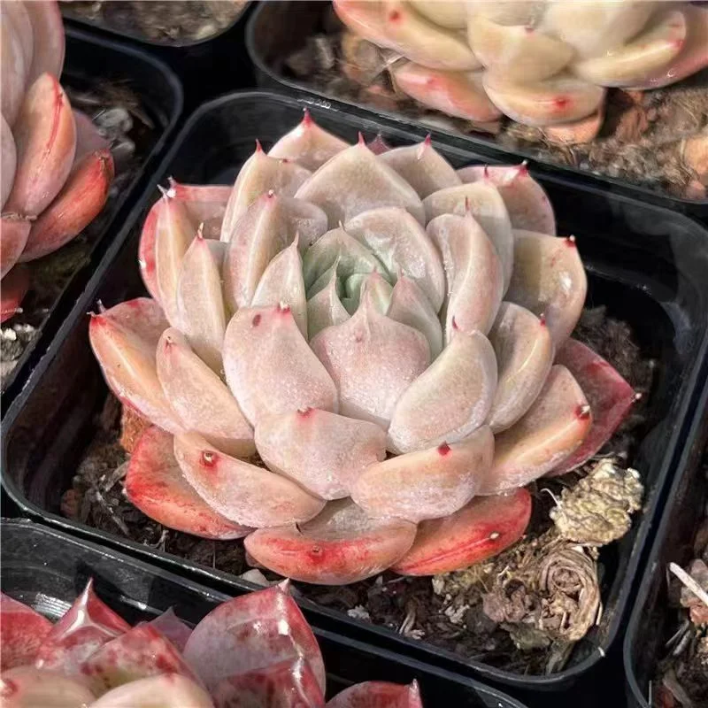 442.Echeveria Tourmaline. single head  5-6cm/ Echeveria / Succulent plants / Garden landscape / Carefully select healthy plants