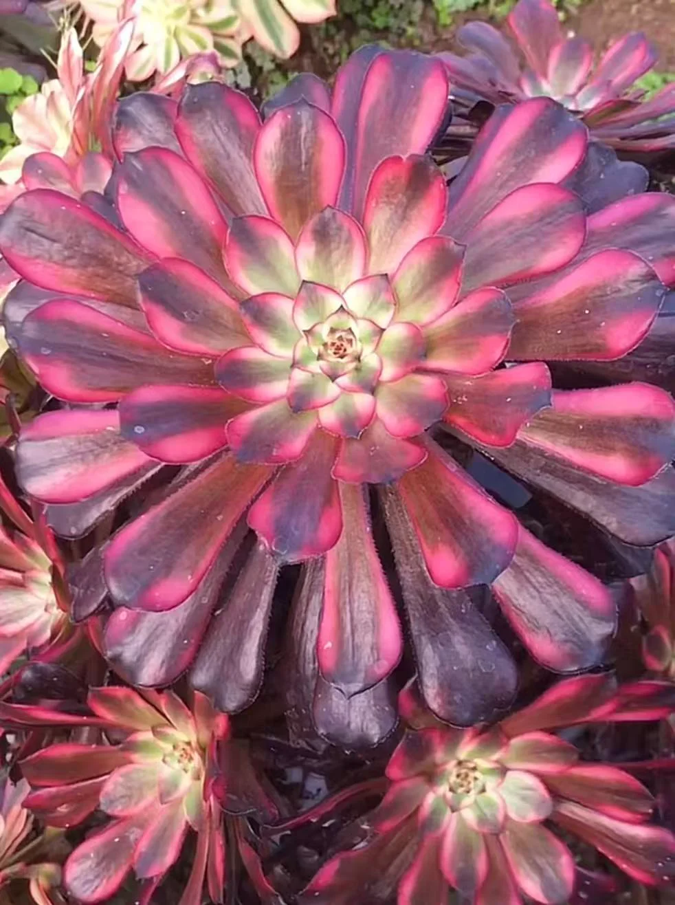 plant Aeonium Echeveria Haworthia  Caudex  Lithops Cactus  Agave 