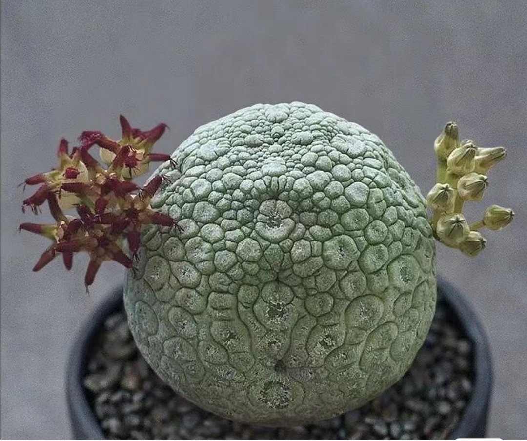 plant Aeonium Echeveria Haworthia  Caudex  Lithops Cactus  Agave 