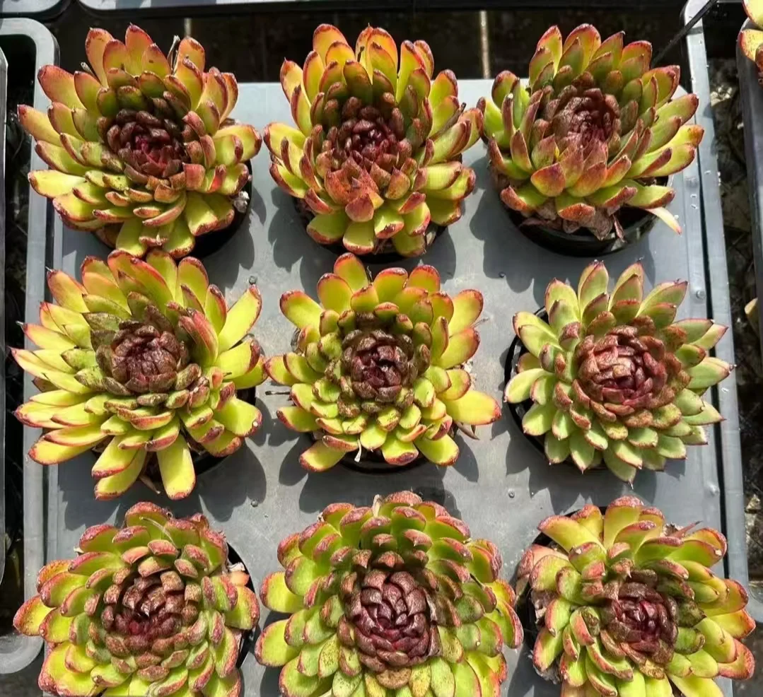 plant Aeonium Echeveria Haworthia  Caudex  Lithops Cactus  Agave 