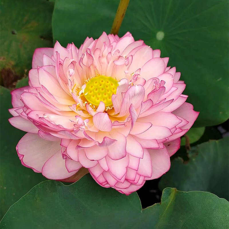 🪷Bonsai Double Lotus Seeds-Pure Heart