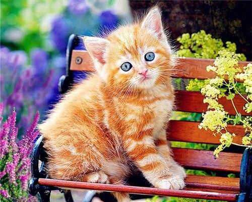 

Ginger Sweet Cat – Paint By Numbers - 40*50CM, 501 Original