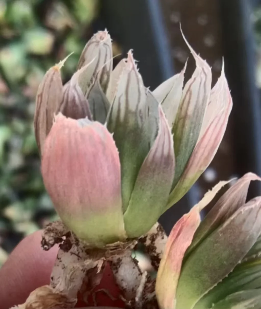 plant Aeonium Echeveria Haworthia  Caudex  Lithops Cactus  Agave 