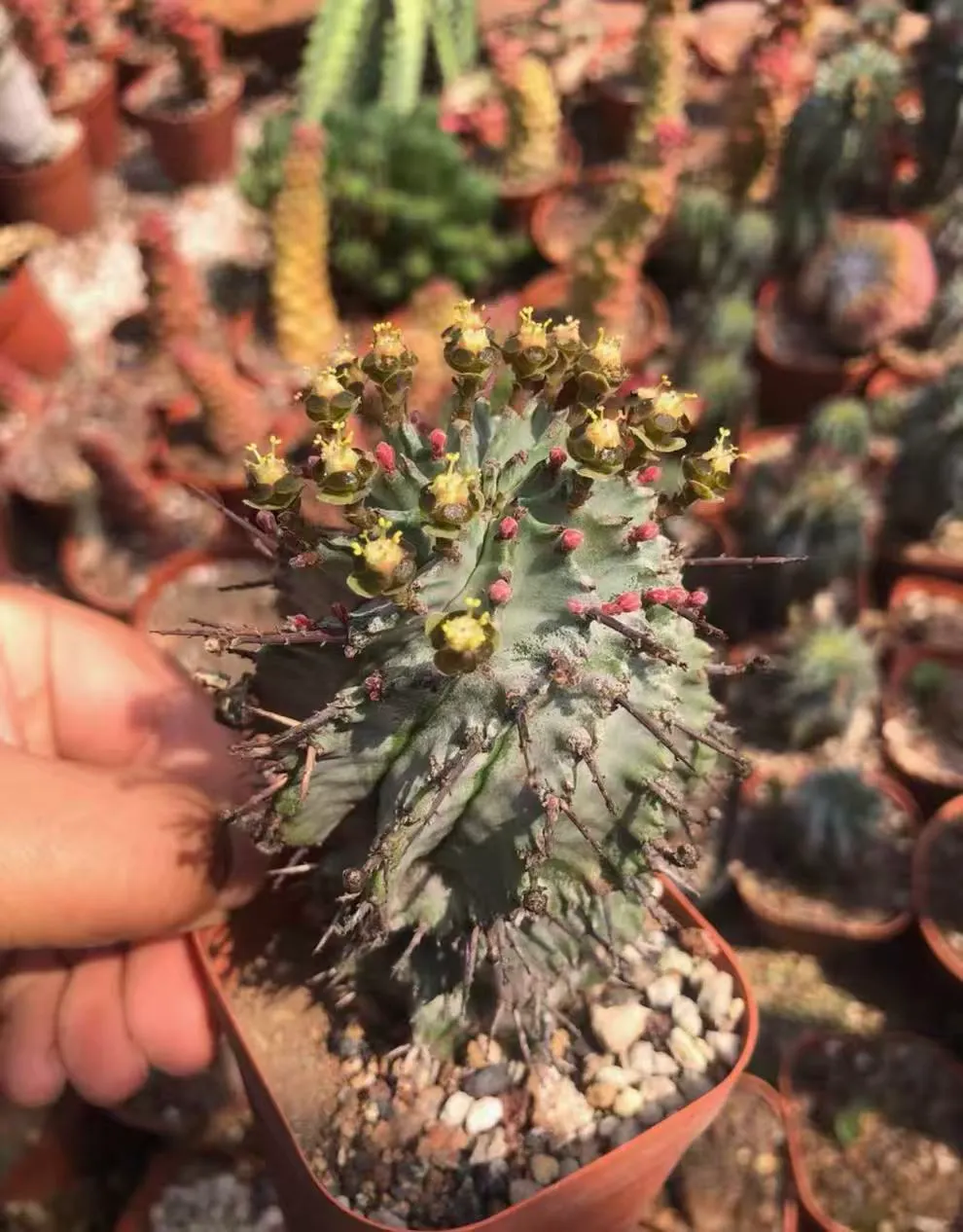 plant Aeonium Echeveria Haworthia  Caudex  Lithops Cactus  Agave 