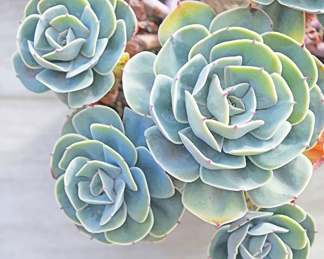 

Succulents-Paint By Numbers - 40*50CM, 501 Original