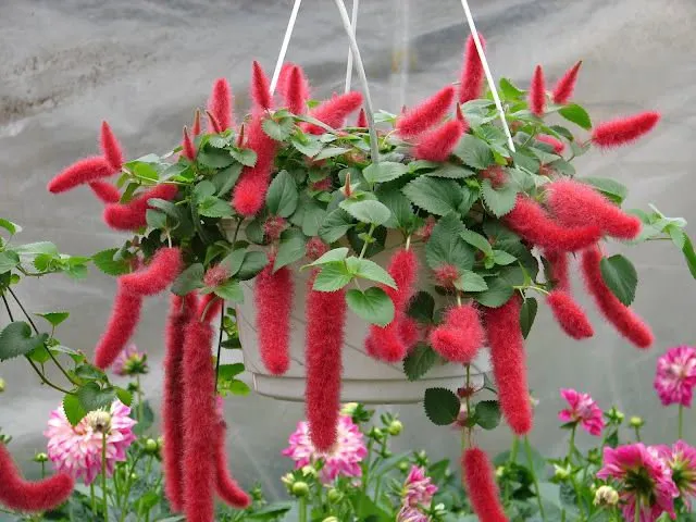 Acalypha hispida - Red Hot Cattail Seeds