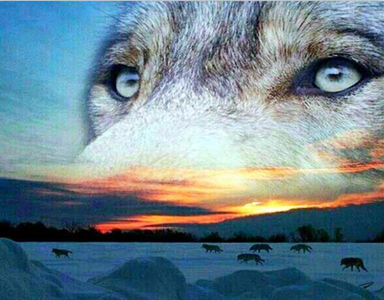 

Siberian Wolves – Paint By Numbers - 40*50CM, 501 Original