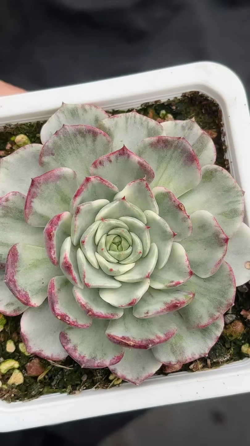 plant Aeonium Echeveria Haworthia  Caudex  Lithops Cactus  Agave 