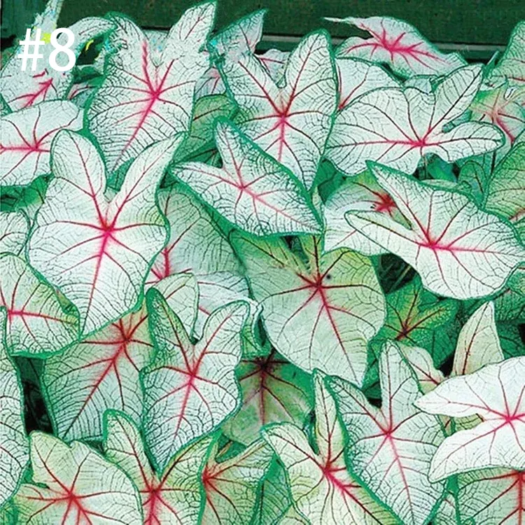 Coleus Bonsai Flower Leaf Plants Rainbow Dragon Seeds Garden