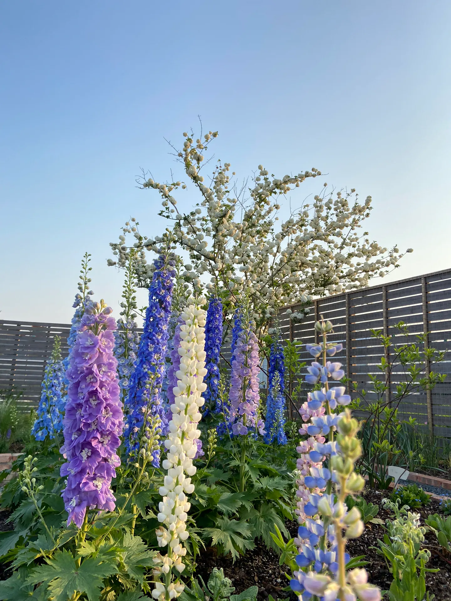 Delphinium Seeds-Mixed 7 Colors