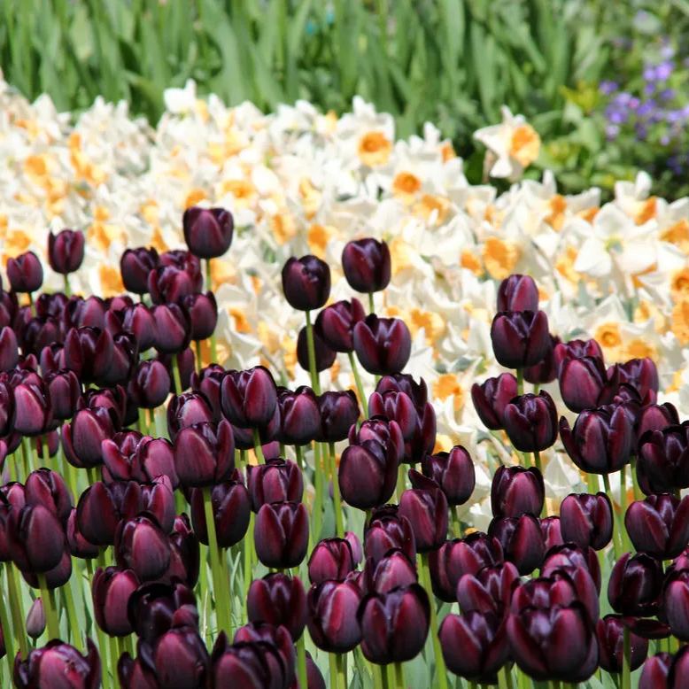 Black Hero Tulip Seeds
