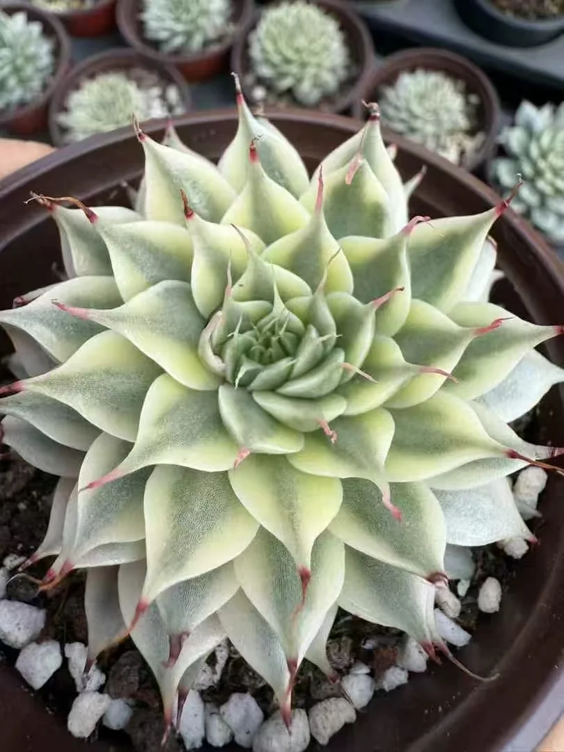 plant Aeonium Echeveria Haworthia  Caudex  Lithops Cactus  Agave 