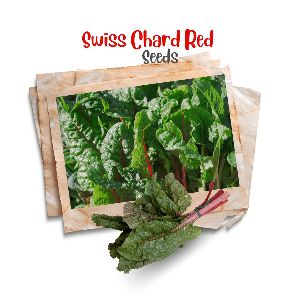 Swiss chard ( Red ) Organic Seeds
