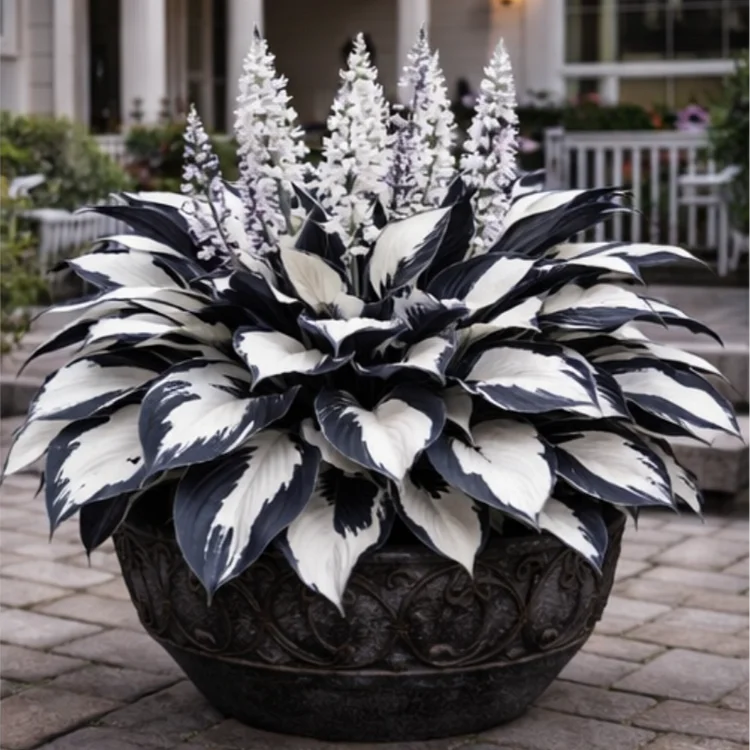 🪴Monochrome Moonlight Hosta Bulbs🌟High-Yield🌟 