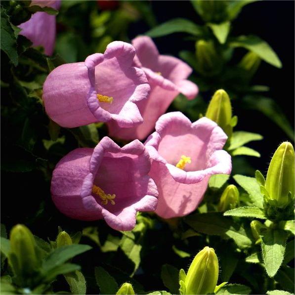 Chimes Flowers Seeds