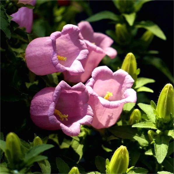 Last Day Promotion 60% OFF🌺 Chimes Flowers Seeds(98% Germination)⚡Buy 2 Get Free Shipping