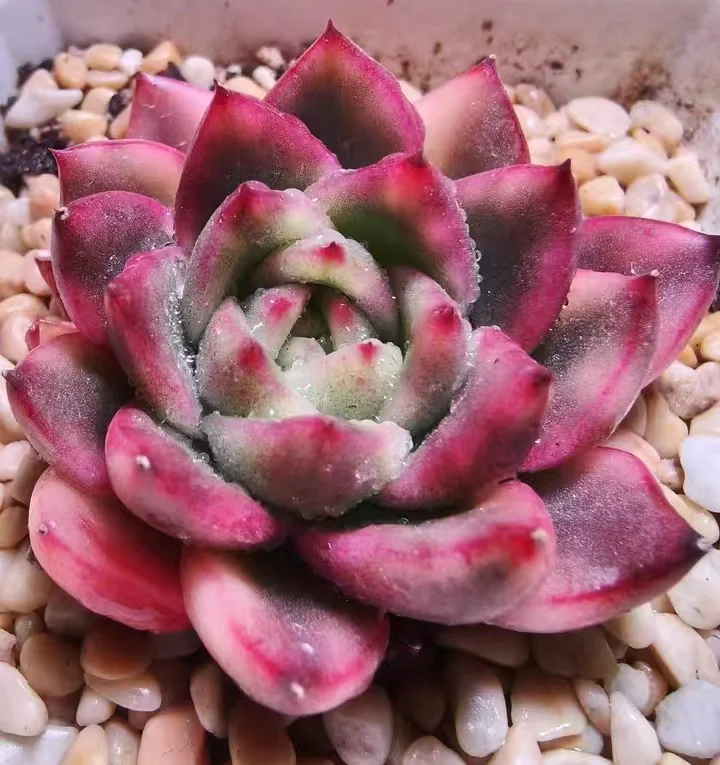 plant Aeonium Echeveria Haworthia  Caudex  Lithops Cactus  Agave 