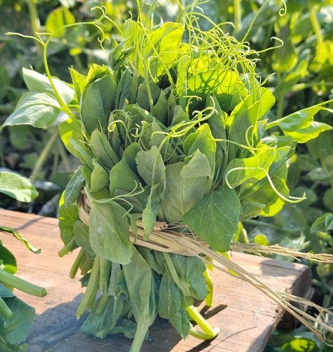 🌿Pea Shoots Microgreens Sprouting Seeds