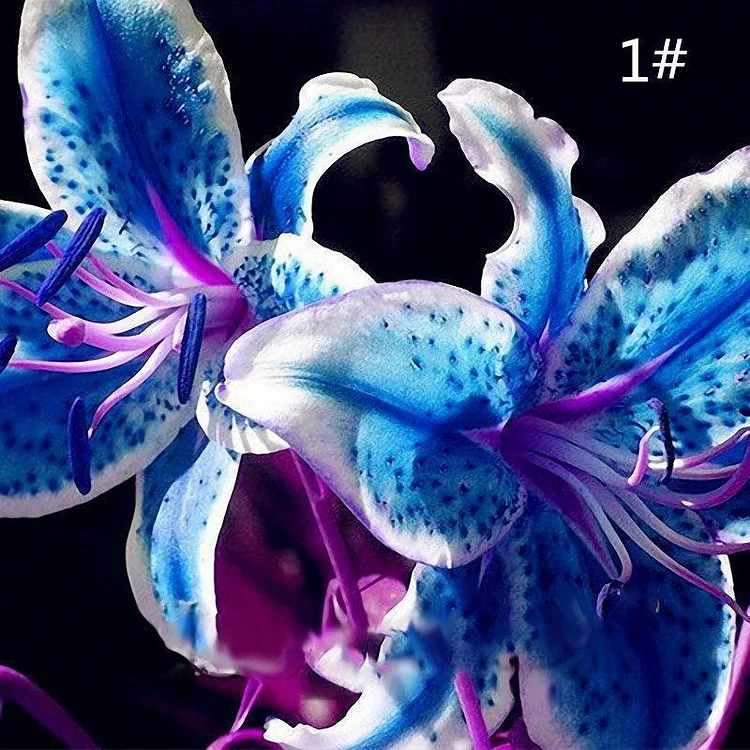 50 Seeds Blue Lily / Blue Rare Lily Plant Seeds Potted 