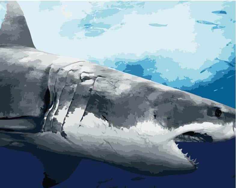 

Marine Great White Shark – Paint By Numbers - 40*50CM, 501 Original