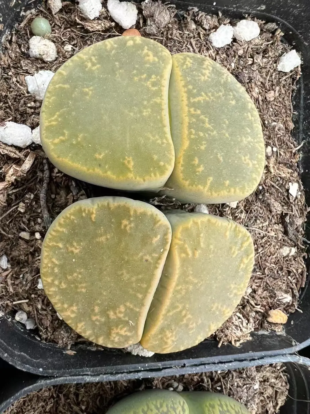plant Aeonium Echeveria Haworthia  Caudex  Lithops Cactus  Agave 
