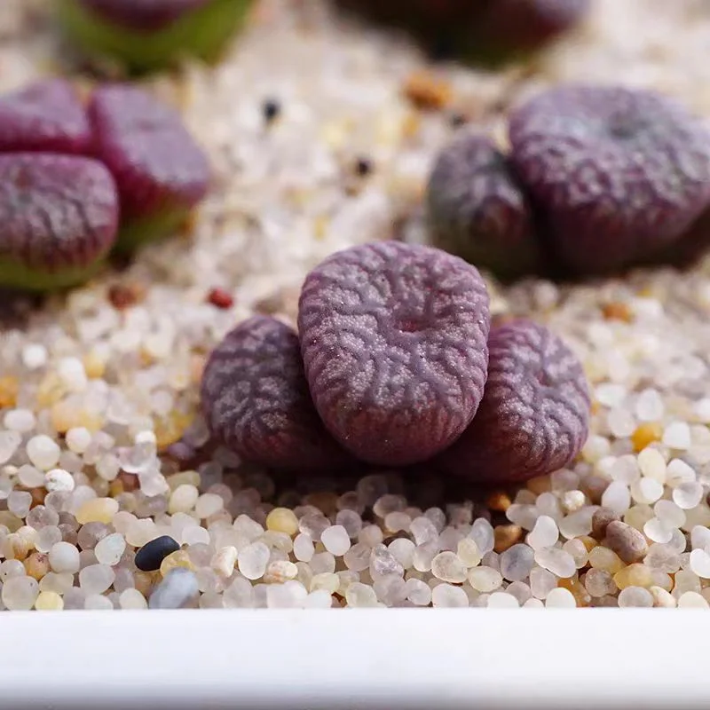 857.  Conophytum ectypum var. brownii   3 heads cluster  / Lithops and Conophytum  /  Succulent plants / Garden landscape / Carefully select healthy plants
