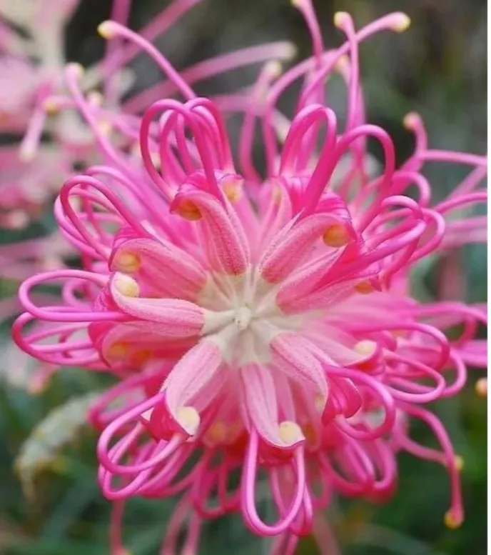 Grevillea banksii (Red Silky Oak) Seeds