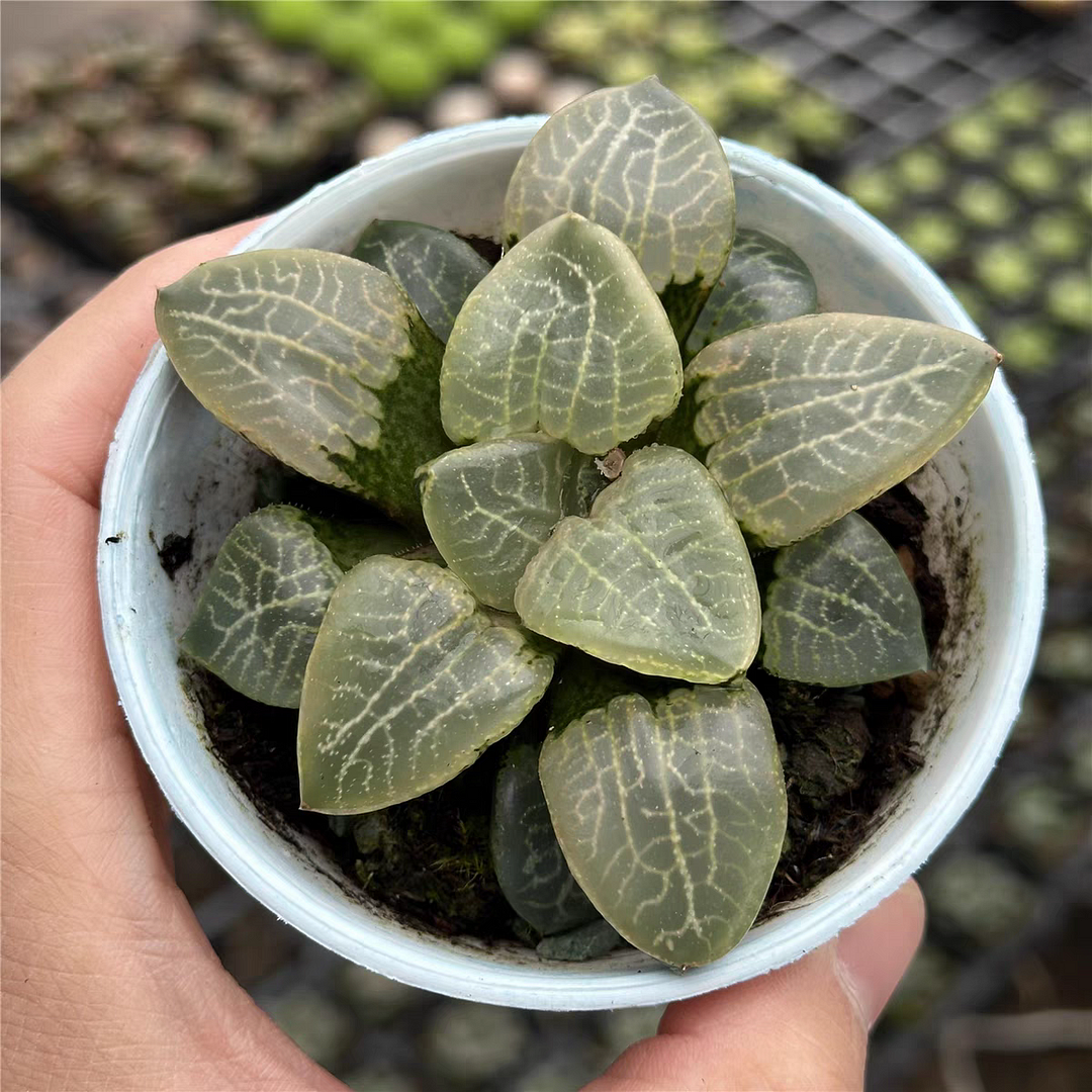 plant Aeonium Echeveria Haworthia  Caudex  Lithops Cactus  Agave 