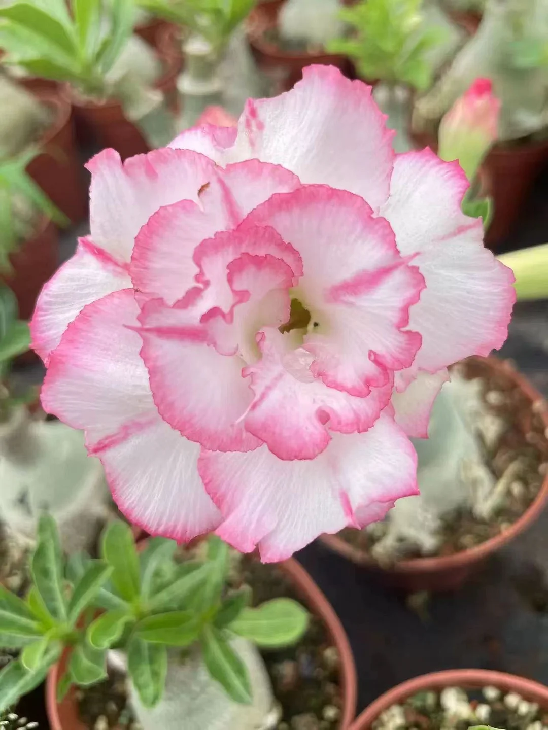 plant Aeonium Echeveria Haworthia  Caudex  Lithops Cactus  Agave 