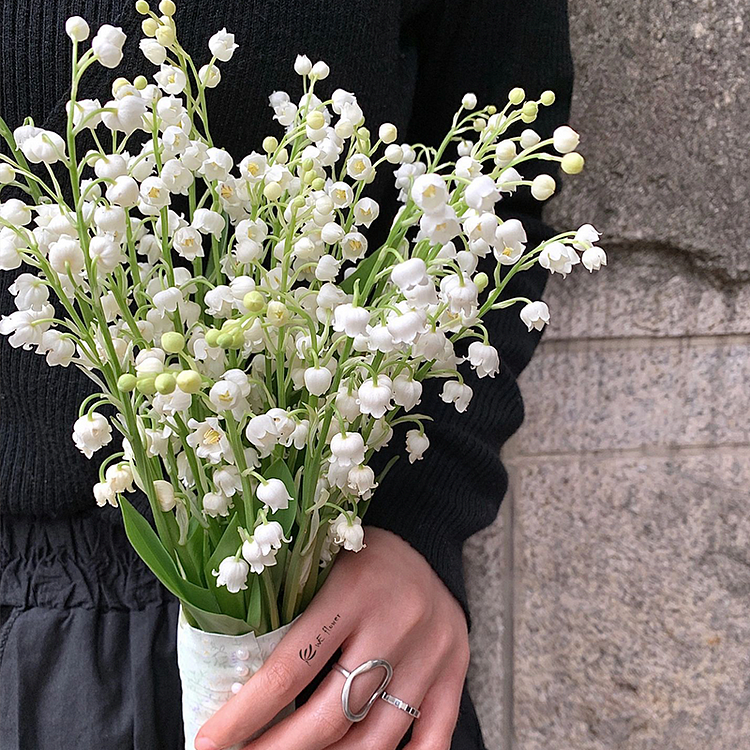 Lily of the Valley Roots