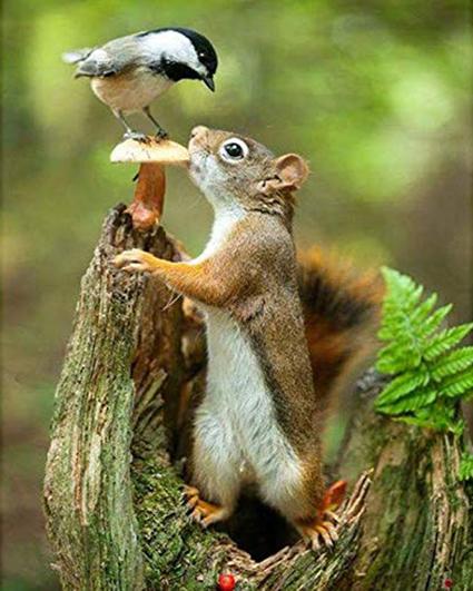 

Squirrel and a bird – Paint By Numbers - 40*50CM, 501 Original